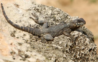 Kertenkele Akdeniz kıyılarında sıcak bir taşın üzerinde oturuyor. İsrail 'de vahşi yaşam 