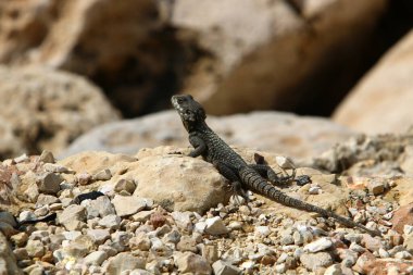 Kertenkele Akdeniz kıyılarında sıcak bir taşın üzerinde oturuyor. İsrail 'de vahşi yaşam 