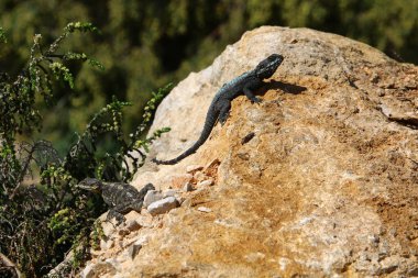 Kertenkele Akdeniz kıyılarında sıcak bir taşın üzerinde oturuyor. İsrail 'de vahşi yaşam 