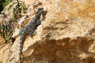 Kertenkele Akdeniz kıyılarında sıcak bir taşın üzerinde oturuyor. İsrail 'de vahşi yaşam 