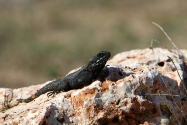 Kertenkele Akdeniz kıyılarında sıcak bir taşın üzerinde oturuyor. İsrail 'de vahşi yaşam 
