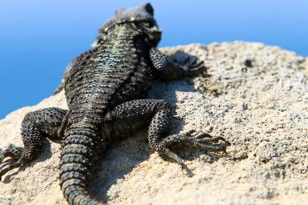 Lizard Sits Hot Stone Shores Mediterranean Sea Wildlife Israel — Stock Photo, Image