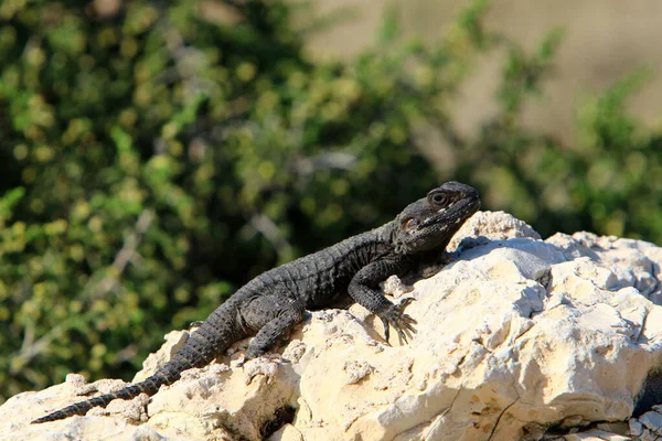 Lagarto Senta Uma Pedra Quente Nas Margens Mar Mediterrâneo Vida — Fotografia de Stock