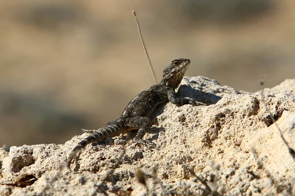 Lizard Sits Hot Stone Shores Mediterranean Sea Wildlife Israel — Stock Photo, Image