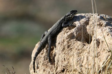 Kertenkele Akdeniz kıyılarında sıcak bir taşın üzerinde oturuyor. İsrail 'de vahşi yaşam 