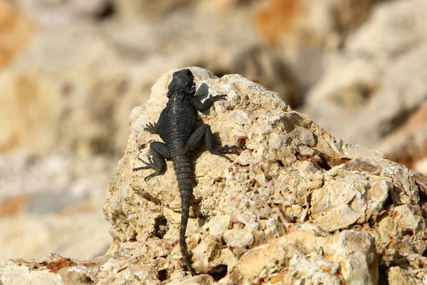 Lizard Sits Hot Stone Shores Mediterranean Sea Wildlife Israel — Stock Photo, Image