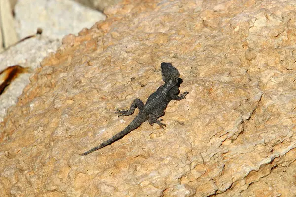 Lézard Assis Sur Une Pierre Chaude Sur Les Rives Mer — Photo