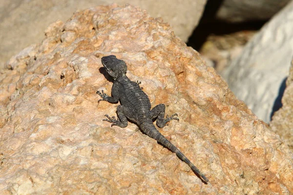 Lézard Assis Sur Une Pierre Chaude Sur Les Rives Mer — Photo