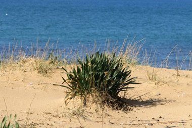 Kuzey İsrail 'de bir kum tepesinde bitkiler ve çiçekler 