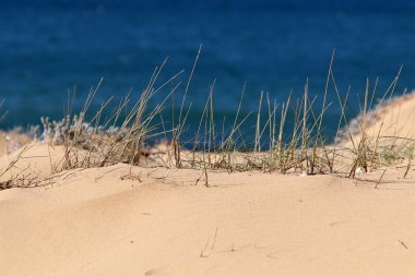 Kuzey İsrail 'de bir kum tepesinde bitkiler ve çiçekler 