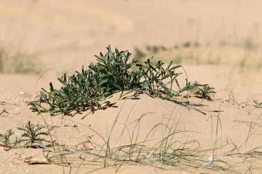 Kuzey İsrail 'de bir kum tepesinde bitkiler ve çiçekler 