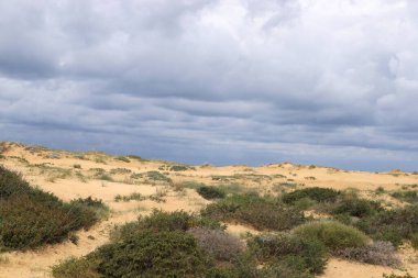 Kuzey İsrail 'de bir kum tepesinde bitkiler ve çiçekler 