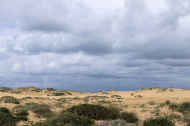 Kuzey İsrail 'de bir kum tepesinde bitkiler ve çiçekler 