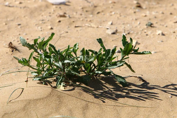 Plantes Fleurs Sur Une Dune Sable Dans Nord Israël — Photo