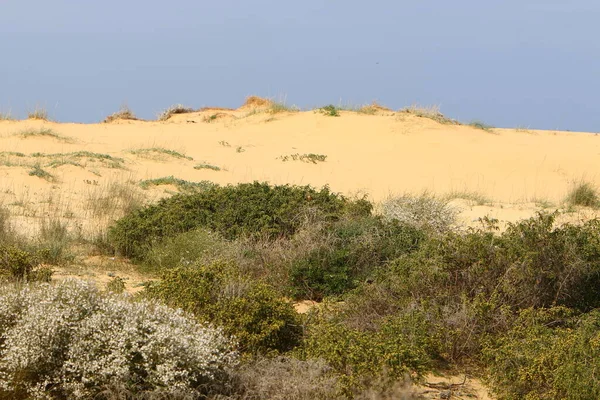 Piante Fiori Una Duna Sabbia Nel Nord Israele — Foto Stock