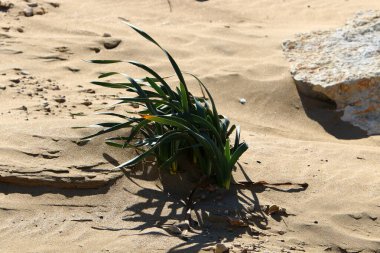 Kuzey İsrail 'de bir kum tepesinde bitkiler ve çiçekler 