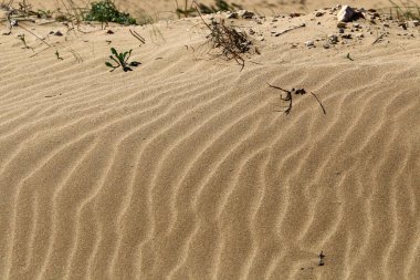 Kuzey İsrail 'de bir kum tepesinde bitkiler ve çiçekler 