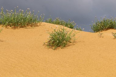 Kuzey İsrail 'de bir kum tepesinde bitkiler ve çiçekler 