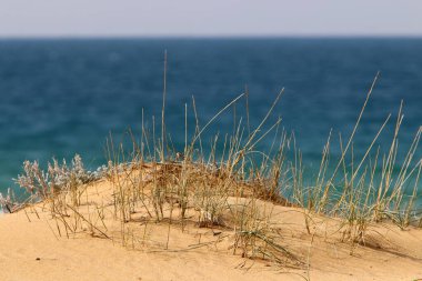 Kuzey İsrail 'de bir kum tepesinde bitkiler ve çiçekler 