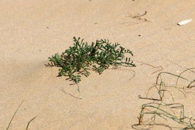 Kuzey İsrail 'de bir kum tepesinde bitkiler ve çiçekler 