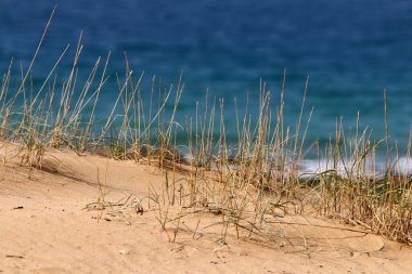 Kuzey İsrail 'de bir kum tepesinde bitkiler ve çiçekler 