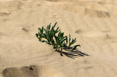 Kuzey İsrail 'de bir kum tepesinde bitkiler ve çiçekler 