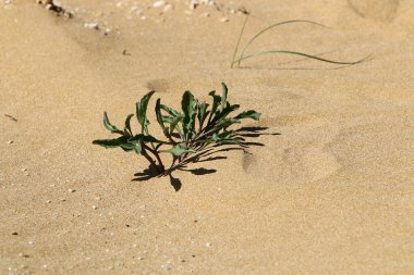 Kuzey İsrail 'de bir kum tepesinde bitkiler ve çiçekler 