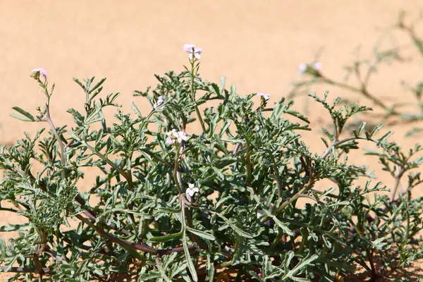 Plante Flori Dună Nisip Nordul Israelului — Fotografie, imagine de stoc