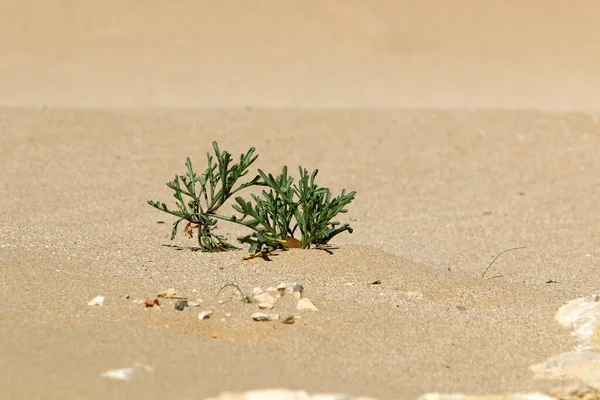 Plantes Fleurs Sur Une Dune Sable Dans Nord Israël — Photo
