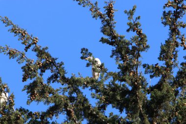 Mavi gökyüzünün arka planında ağaç dalları ve yaprakları. Kuzey İsrail 'de bahar 