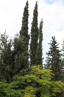 Mavi gökyüzünün arka planında ağaç dalları ve yaprakları. Kuzey İsrail 'de bahar 