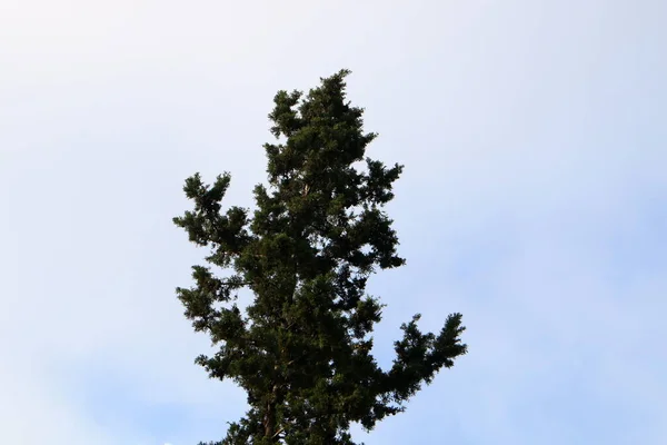 Tregrener Blader Bakgrunn Blå Himmel Vår Nord Israel – stockfoto