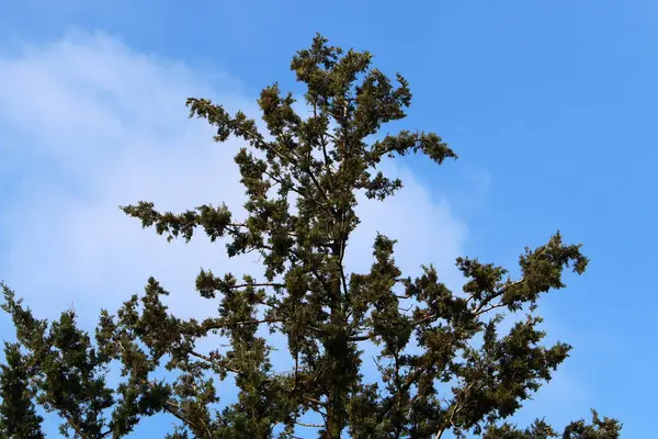 Ramo Árvore Folhas Contexto Céu Azul Primavera Norte Israel — Fotografia de Stock