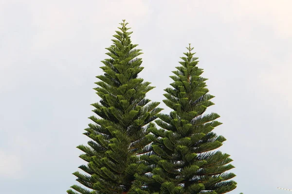 Mavi Gökyüzünün Arka Planında Ağaç Dalları Yaprakları Kuzey Srail Bahar — Stok fotoğraf