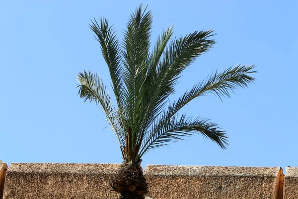 Drzewo Gałąź Listowie Tle Błękitny Niebo Wiosna Północnym Izraelu — Zdjęcie stockowe