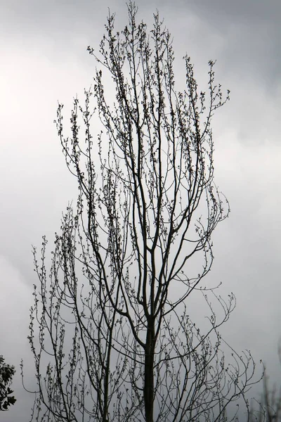 Branche Arbre Feuilles Sur Fond Ciel Bleu Printemps Dans Nord — Photo