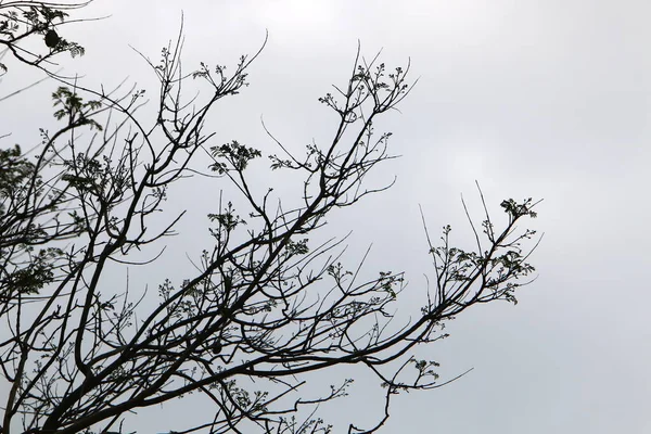 Δέντρο Κλαδί Και Φύλλα Ένα Φόντο Του Μπλε Ουρανού Άνοιξη — Φωτογραφία Αρχείου