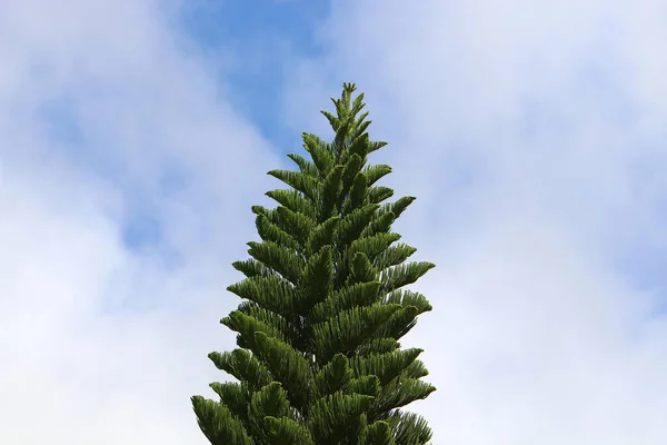 Boom Tak Bladeren Een Achtergrond Van Blauwe Lucht Lente Noord — Stockfoto