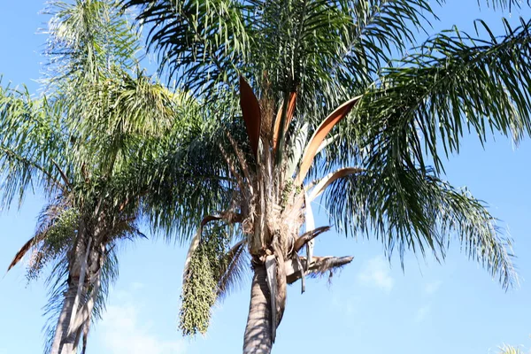 Ramo Árvore Folhas Contexto Céu Azul Primavera Norte Israel — Fotografia de Stock