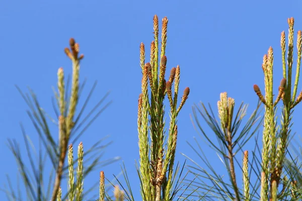Baumzweige Und Blätter Vor Blauem Himmel Frühling Nordisrael — Stockfoto