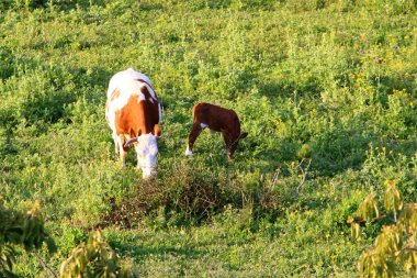 Bir inek sürüsü Kuzey İsrail 'de bir ormanın kenarında otluyor. 