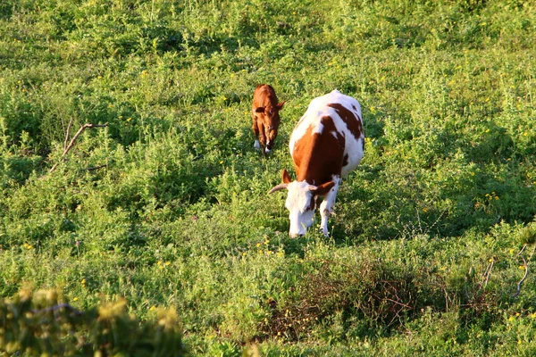 Una Manada Vacas Pastando Borde Bosque Norte Israel —  Fotos de Stock