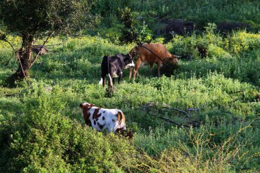 Bir inek sürüsü Kuzey İsrail 'de bir ormanın kenarında otluyor. 