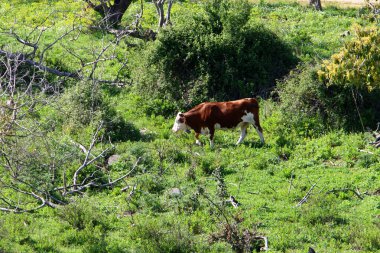 Bir inek sürüsü Kuzey İsrail 'de bir ormanın kenarında otluyor. 
