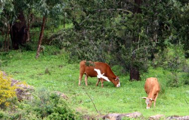 Bir inek sürüsü Kuzey İsrail 'de bir ormanın kenarında otluyor. 