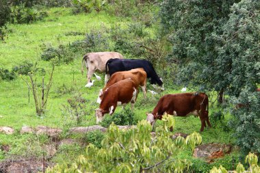 Bir inek sürüsü Kuzey İsrail 'de bir ormanın kenarında otluyor. 
