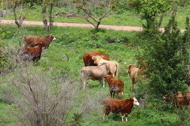 Bir inek sürüsü Kuzey İsrail 'de bir ormanın kenarında otluyor. 