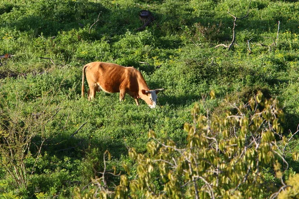 Una Manada Vacas Pastando Borde Bosque Norte Israel —  Fotos de Stock