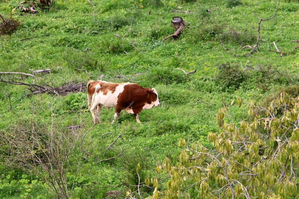 Una Manada Vacas Pastando Borde Bosque Norte Israel —  Fotos de Stock