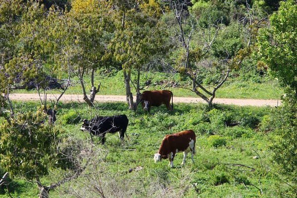 Stado Krów Wypasanych Skraju Lasu Północnym Izraelu — Zdjęcie stockowe